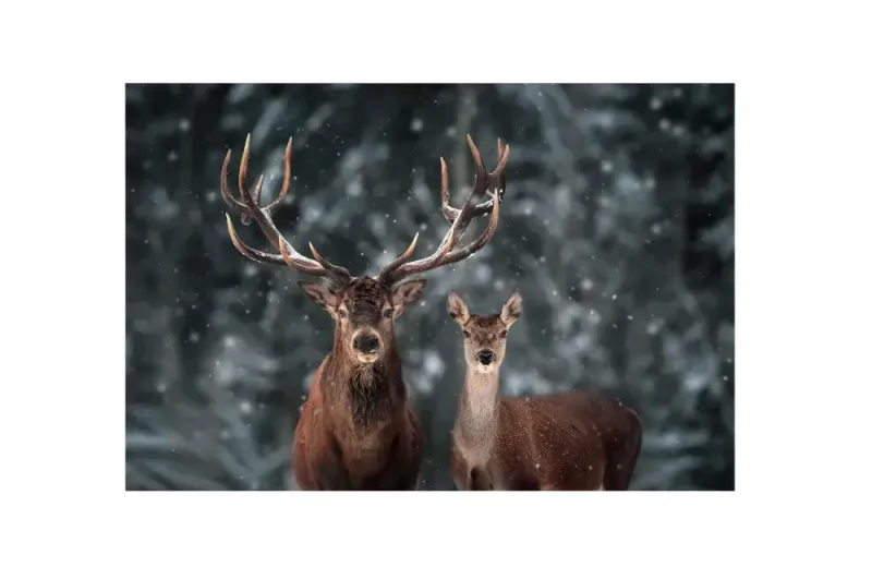 Bilde plexiglass deer* 150 x 90 cm